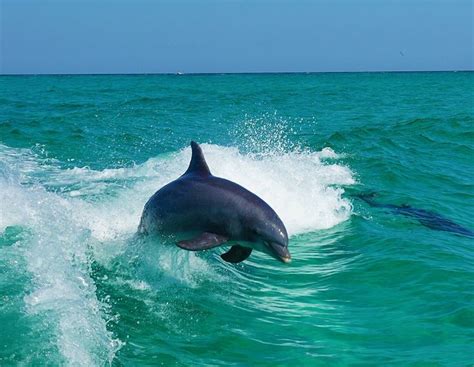 dolphin tours destin $20  Destin, Florida